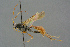  ( - BC-ZSM-HYM-27567-F06)  @11 [ ] CreativeCommons - Attribution Non-Commercial Share-Alike (2016) SNSB, Staatliche Naturwissenschaftliche Sammlungen Bayerns ZSM (SNSB, Zoologische Staatssammlung Muenchen)