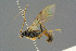  ( - BC-ZSM-HYM-27567-F10)  @11 [ ] CreativeCommons - Attribution Non-Commercial Share-Alike (2016) SNSB, Staatliche Naturwissenschaftliche Sammlungen Bayerns ZSM (SNSB, Zoologische Staatssammlung Muenchen)