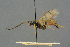  ( - BC-ZSM-HYM-27567-F12)  @11 [ ] CreativeCommons - Attribution Non-Commercial Share-Alike (2016) SNSB, Staatliche Naturwissenschaftliche Sammlungen Bayerns ZSM (SNSB, Zoologische Staatssammlung Muenchen)