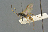  ( - BC-ZSM-HYM-27567-G05)  @11 [ ] CreativeCommons - Attribution Non-Commercial Share-Alike (2016) SNSB, Staatliche Naturwissenschaftliche Sammlungen Bayerns ZSM (SNSB, Zoologische Staatssammlung Muenchen)
