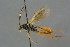  ( - BC-ZSM-HYM-27567-G06)  @14 [ ] CreativeCommons - Attribution Non-Commercial Share-Alike (2016) SNSB, Staatliche Naturwissenschaftliche Sammlungen Bayerns ZSM (SNSB, Zoologische Staatssammlung Muenchen)