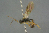  (Sympherta splendens - BC-ZSM-HYM-27567-G07)  @14 [ ] CreativeCommons - Attribution Non-Commercial Share-Alike (2016) SNSB, Staatliche Naturwissenschaftliche Sammlungen Bayerns ZSM (SNSB, Zoologische Staatssammlung Muenchen)