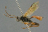  (Sympherta styriaca - BC-ZSM-HYM-27567-G08)  @11 [ ] CreativeCommons - Attribution Non-Commercial Share-Alike (2016) SNSB, Staatliche Naturwissenschaftliche Sammlungen Bayerns ZSM (SNSB, Zoologische Staatssammlung Muenchen)