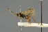  ( - BC-ZSM-HYM-27567-G10)  @14 [ ] CreativeCommons - Attribution Non-Commercial Share-Alike (2016) SNSB, Staatliche Naturwissenschaftliche Sammlungen Bayerns ZSM (SNSB, Zoologische Staatssammlung Muenchen)