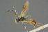  ( - BC-ZSM-HYM-27567-G12)  @13 [ ] CreativeCommons - Attribution Non-Commercial Share-Alike (2016) SNSB, Staatliche Naturwissenschaftliche Sammlungen Bayerns ZSM (SNSB, Zoologische Staatssammlung Muenchen)