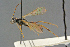  ( - BC-ZSM-HYM-27567-H01)  @11 [ ] CreativeCommons - Attribution Non-Commercial Share-Alike (2016) SNSB, Staatliche Naturwissenschaftliche Sammlungen Bayerns ZSM (SNSB, Zoologische Staatssammlung Muenchen)