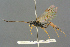  ( - BC-ZSM-HYM-27567-H04)  @11 [ ] CreativeCommons - Attribution Non-Commercial Share-Alike (2016) SNSB, Staatliche Naturwissenschaftliche Sammlungen Bayerns ZSM (SNSB, Zoologische Staatssammlung Muenchen)