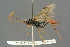  ( - BC-ZSM-HYM-27567-H05)  @11 [ ] CreativeCommons - Attribution Non-Commercial Share-Alike (2016) SNSB, Staatliche Naturwissenschaftliche Sammlungen Bayerns ZSM (SNSB, Zoologische Staatssammlung Muenchen)