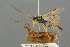  ( - BC-ZSM-HYM-27567-H06)  @11 [ ] CreativeCommons - Attribution Non-Commercial Share-Alike (2016) SNSB, Staatliche Naturwissenschaftliche Sammlungen Bayerns ZSM (SNSB, Zoologische Staatssammlung Muenchen)