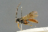  ( - BC-ZSM-HYM-27567-H07)  @14 [ ] CreativeCommons - Attribution Non-Commercial Share-Alike (2016) SNSB, Staatliche Naturwissenschaftliche Sammlungen Bayerns ZSM (SNSB, Zoologische Staatssammlung Muenchen)