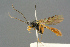  ( - BC-ZSM-HYM-27567-H08)  @14 [ ] CreativeCommons - Attribution Non-Commercial Share-Alike (2016) SNSB, Staatliche Naturwissenschaftliche Sammlungen Bayerns ZSM (SNSB, Zoologische Staatssammlung Muenchen)
