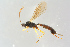  (Clistopyga sauberi - BC-ZSM-HYM-27568-A06)  @14 [ ] CreativeCommons - Attribution Non-Commercial Share-Alike (2016) SNSB, Staatliche Naturwissenschaftliche Sammlungen Bayerns ZSM (SNSB, Zoologische Staatssammlung Muenchen)
