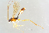  ( - BC-ZSM-HYM-27568-B04)  @13 [ ] CreativeCommons - Attribution Non-Commercial Share-Alike (2016) SNSB, Staatliche Naturwissenschaftliche Sammlungen Bayerns ZSM (SNSB, Zoologische Staatssammlung Muenchen)