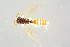  ( - BC-ZSM-HYM-27568-B07)  @12 [ ] CreativeCommons - Attribution Non-Commercial Share-Alike (2016) SNSB, Staatliche Naturwissenschaftliche Sammlungen Bayerns ZSM (SNSB, Zoologische Staatssammlung Muenchen)