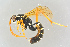  ( - BC-ZSM-HYM-27568-B08)  @11 [ ] CreativeCommons - Attribution Non-Commercial Share-Alike (2016) SNSB, Staatliche Naturwissenschaftliche Sammlungen Bayerns ZSM (SNSB, Zoologische Staatssammlung Muenchen)