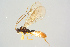  (Plectiscidea nemorensis - BC-ZSM-HYM-27568-B12)  @12 [ ] CreativeCommons - Attribution Non-Commercial Share-Alike (2016) SNSB, Staatliche Naturwissenschaftliche Sammlungen Bayerns ZSM (SNSB, Zoologische Staatssammlung Muenchen)