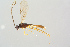  (Ateleute - BC-ZSM-HYM-27568-C02)  @14 [ ] CreativeCommons - Attribution Non-Commercial Share-Alike (2016) SNSB, Staatliche Naturwissenschaftliche Sammlungen Bayerns ZSM (SNSB, Zoologische Staatssammlung Muenchen)