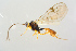  (Plectiscidea aquilonia - BC-ZSM-HYM-27568-C12)  @14 [ ] CreativeCommons - Attribution Non-Commercial Share-Alike (2016) SNSB, Staatliche Naturwissenschaftliche Sammlungen Bayerns ZSM (SNSB, Zoologische Staatssammlung Muenchen)