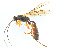  ( - BC-ZSM-HYM-27568-E06)  @13 [ ] CreativeCommons - Attribution Non-Commercial Share-Alike (2016) SNSB, Staatliche Naturwissenschaftliche Sammlungen Bayerns ZSM (SNSB, Zoologische Staatssammlung Muenchen)