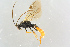  ( - BC-ZSM-HYM-27568-E09)  @14 [ ] CreativeCommons - Attribution Non-Commercial Share-Alike (2016) SNSB, Staatliche Naturwissenschaftliche Sammlungen Bayerns ZSM (SNSB, Zoologische Staatssammlung Muenchen)