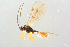  (Plectiscidea aquilonia - BC-ZSM-HYM-27568-F07)  @14 [ ] CreativeCommons - Attribution Non-Commercial Share-Alike (2016) SNSB, Staatliche Naturwissenschaftliche Sammlungen Bayerns ZSM (SNSB, Zoologische Staatssammlung Muenchen)