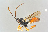  ( - BC-ZSM-HYM-27568-G07)  @11 [ ] CreativeCommons - Attribution Non-Commercial Share-Alike (2016) SNSB, Staatliche Naturwissenschaftliche Sammlungen Bayerns ZSM (SNSB, Zoologische Staatssammlung Muenchen)
