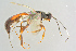  (Xorides irrigator - BC-ZSM-HYM-27568-G10)  @11 [ ] CreativeCommons - Attribution Non-Commercial Share-Alike (2016) SNSB, Staatliche Naturwissenschaftliche Sammlungen Bayerns ZSM (SNSB, Zoologische Staatssammlung Muenchen)