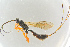  ( - BC-ZSM-HYM-27568-H05)  @13 [ ] CreativeCommons - Attribution Non-Commercial Share-Alike (2016) SNSB, Staatliche Naturwissenschaftliche Sammlungen Bayerns ZSM (SNSB, Zoologische Staatssammlung Muenchen)