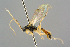  (Syndipnus sternoleucus - BC-ZSM-HYM-27569-A01)  @13 [ ] CreativeCommons - Attribution Non-Commercial Share-Alike (2016) SNSB, Staatliche Naturwissenschaftliche Sammlungen Bayerns ZSM (SNSB, Zoologische Staatssammlung Muenchen)