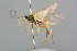  ( - BC-ZSM-HYM-27569-A07)  @14 [ ] CreativeCommons - Attribution Non-Commercial Share-Alike (2016) SNSB, Staatliche Naturwissenschaftliche Sammlungen Bayerns ZSM (SNSB, Zoologische Staatssammlung Muenchen)