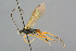  ( - BC-ZSM-HYM-27569-A08)  @11 [ ] CreativeCommons - Attribution Non-Commercial Share-Alike (2016) SNSB, Staatliche Naturwissenschaftliche Sammlungen Bayerns ZSM (SNSB, Zoologische Staatssammlung Muenchen)