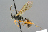  ( - BC-ZSM-HYM-27569-A09)  @11 [ ] CreativeCommons - Attribution Non-Commercial Share-Alike (2016) SNSB, Staatliche Naturwissenschaftliche Sammlungen Bayerns ZSM (SNSB, Zoologische Staatssammlung Muenchen)