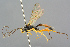  ( - BC-ZSM-HYM-27569-A10)  @11 [ ] CreativeCommons - Attribution Non-Commercial Share-Alike (2016) SNSB, Staatliche Naturwissenschaftliche Sammlungen Bayerns ZSM (SNSB, Zoologische Staatssammlung Muenchen)