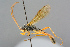  ( - BC-ZSM-HYM-27569-B05)  @11 [ ] CreativeCommons - Attribution Non-Commercial Share-Alike (2016) SNSB, Staatliche Naturwissenschaftliche Sammlungen Bayerns ZSM (SNSB, Zoologische Staatssammlung Muenchen)