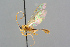  ( - BC-ZSM-HYM-27569-B09)  @14 [ ] CreativeCommons - Attribution Non-Commercial Share-Alike (2016) SNSB, Staatliche Naturwissenschaftliche Sammlungen Bayerns ZSM (SNSB, Zoologische Staatssammlung Muenchen)