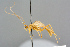  ( - BC-ZSM-HYM-27569-B11)  @11 [ ] CreativeCommons - Attribution Non-Commercial Share-Alike (2016) SNSB, Staatliche Naturwissenschaftliche Sammlungen Bayerns ZSM (SNSB, Zoologische Staatssammlung Muenchen)