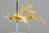  ( - BC-ZSM-HYM-27569-B12)  @11 [ ] CreativeCommons - Attribution Non-Commercial Share-Alike (2016) SNSB, Staatliche Naturwissenschaftliche Sammlungen Bayerns ZSM (SNSB, Zoologische Staatssammlung Muenchen)