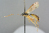  ( - BC-ZSM-HYM-27569-C01)  @11 [ ] CreativeCommons - Attribution Non-Commercial Share-Alike (2016) SNSB, Staatliche Naturwissenschaftliche Sammlungen Bayerns ZSM (SNSB, Zoologische Staatssammlung Muenchen)