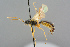  ( - BC-ZSM-HYM-27569-C02)  @11 [ ] CreativeCommons - Attribution Non-Commercial Share-Alike (2016) SNSB, Staatliche Naturwissenschaftliche Sammlungen Bayerns ZSM (SNSB, Zoologische Staatssammlung Muenchen)
