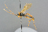  (Alexeter sectator - BC-ZSM-HYM-27569-C06)  @11 [ ] CreativeCommons - Attribution Non-Commercial Share-Alike (2016) SNSB, Staatliche Naturwissenschaftliche Sammlungen Bayerns ZSM (SNSB, Zoologische Staatssammlung Muenchen)