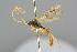  ( - BC-ZSM-HYM-27569-C09)  @11 [ ] CreativeCommons - Attribution Non-Commercial Share-Alike (2016) SNSB, Staatliche Naturwissenschaftliche Sammlungen Bayerns ZSM (SNSB, Zoologische Staatssammlung Muenchen)