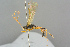  ( - BC-ZSM-HYM-27569-D01)  @11 [ ] CreativeCommons - Attribution Non-Commercial Share-Alike (2016) SNSB, Staatliche Naturwissenschaftliche Sammlungen Bayerns ZSM (SNSB, Zoologische Staatssammlung Muenchen)