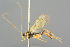  ( - BC-ZSM-HYM-27569-D02)  @11 [ ] CreativeCommons - Attribution Non-Commercial Share-Alike (2016) SNSB, Staatliche Naturwissenschaftliche Sammlungen Bayerns ZSM (SNSB, Zoologische Staatssammlung Muenchen)