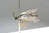  ( - BC-ZSM-HYM-27569-F10)  @13 [ ] CreativeCommons - Attribution Non-Commercial Share-Alike (2016) SNSB, Staatliche Naturwissenschaftliche Sammlungen Bayerns ZSM (SNSB, Zoologische Staatssammlung Muenchen)