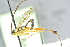  (Phytodietus variegatus - BC-ZSM-HYM-27569-G05)  @12 [ ] CreativeCommons - Attribution Non-Commercial Share-Alike (2016) SNSB, Staatliche Naturwissenschaftliche Sammlungen Bayerns ZSM (SNSB, Zoologische Staatssammlung Muenchen)
