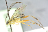  ( - BC-ZSM-HYM-27569-G06)  @12 [ ] CreativeCommons - Attribution Non-Commercial Share-Alike (2016) SNSB, Staatliche Naturwissenschaftliche Sammlungen Bayerns ZSM (SNSB, Zoologische Staatssammlung Muenchen)