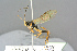  (Sympherta ullrichi - BC-ZSM-HYM-27569-G11)  @14 [ ] CreativeCommons - Attribution Non-Commercial Share-Alike (2016) SNSB, Staatliche Naturwissenschaftliche Sammlungen Bayerns ZSM (SNSB, Zoologische Staatssammlung Muenchen)
