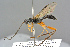  ( - BC-ZSM-HYM-27569-H02)  @14 [ ] CreativeCommons - Attribution Non-Commercial Share-Alike (2016) SNSB, Staatliche Naturwissenschaftliche Sammlungen Bayerns ZSM (SNSB, Zoologische Staatssammlung Muenchen)