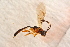  ( - BC-ZSM-HYM-27588-A01)  @12 [ ] CreativeCommons - Attribution Non-Commercial Share-Alike (2015) Unspecified SNSB, Zoologische Staatssammlung Muenchen