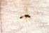  ( - BC-ZSM-HYM-27588-A05)  @12 [ ] CreativeCommons - Attribution Non-Commercial Share-Alike (2015) Unspecified SNSB, Zoologische Staatssammlung Muenchen